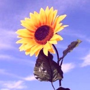 Meet your Posher, Jack